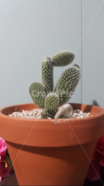 선인장,화분,식물,플랜테리어,자연,화조,실내용화초,green,plants,nature,houseplant,배경,바탕