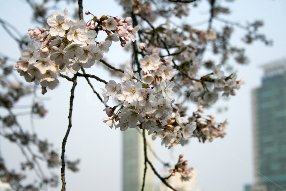 벚꽃,봄,봄날,감성,spring,flower,풍경,식물,꽃,분홍색,봄,계절,spring,season,식물,자연,plants,nature,꽃,flower,plant,blossom