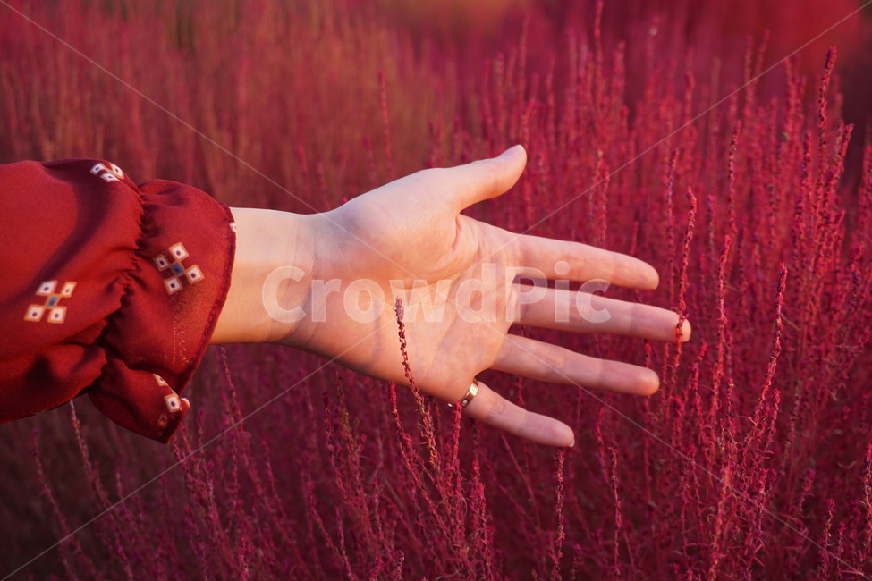 핑크뮬리,가을,노을공원,pinkmuhly,fall