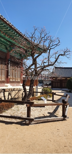patio,안마당,porch,현관,사찰,매화,나무,홍매화,tree,temple,마당,한옥