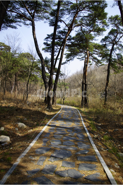 소나무,솔향,숲,나무,풍경,길,자연,풍경,nature,landscape,식물,plants,나무,trees,wood,road,도로,highway,고속도로,freeway,고속 도로