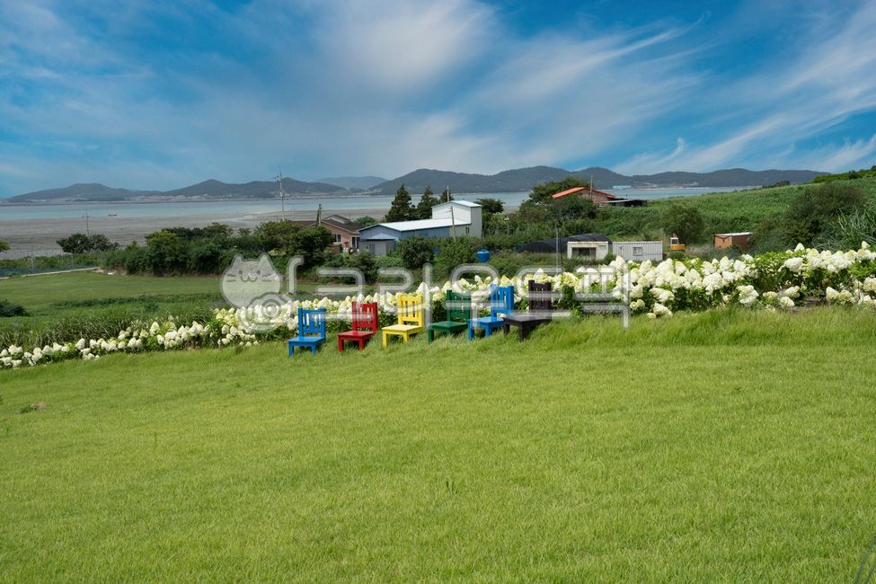 하얀수국,수국꽃,공원,정원,꽃밭,흰꽃,하얀꽃,하늘,파란하늘,푸른하늘,들,풀밭,파노라마,꽃봉오리,꽃송이,식물,꽃,풍경,경치,여름,수국축제,자연,nature,옥외,outdoors,필드,field,목초지,grassland