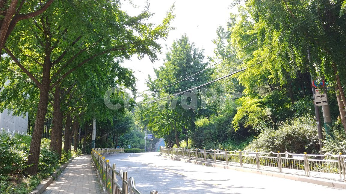 여름,풍경,가로수,나무,햇빛,summer,season,street,sunshine,green,road,산책,인도,견인지역,초록색,도로,자연,풍경,nature,landscape