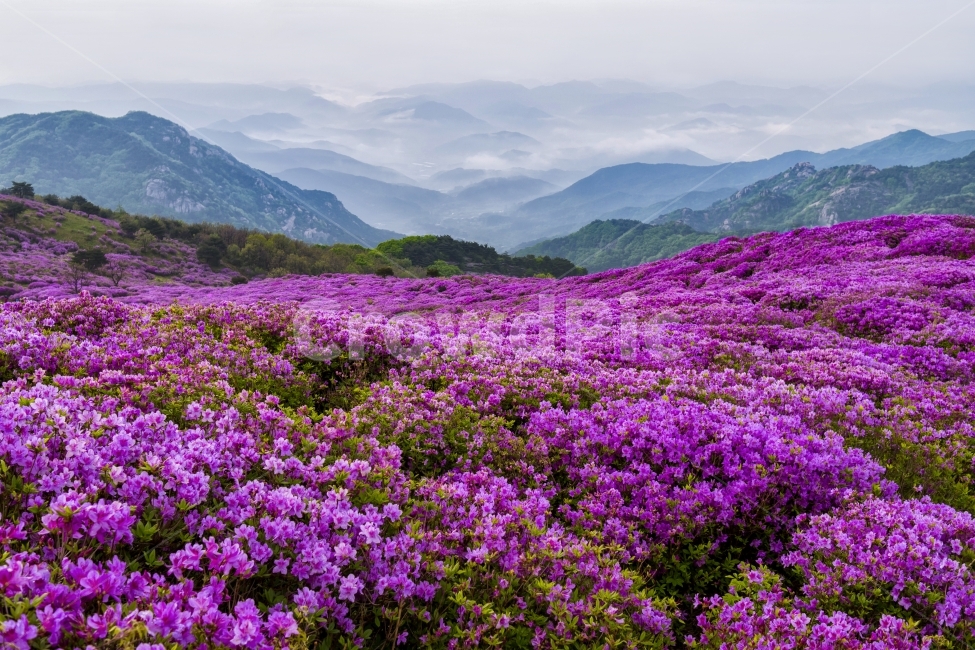봄,여행,산행,황매산,철쭉,봄,계절,spring,season,자연,풍경,nature,landscape,한국자연풍경,한국자연경관,korea nature landscape,식물,plants,꽃,flower