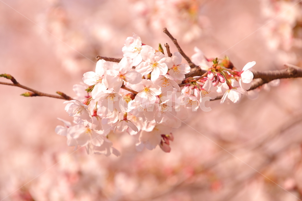 벚꽃,봄,꽃,cherryblossom,flower,spring,봄꽃,분홍색,계절,봄이미지,봄날,벚꽃축제,flowers,식물,아름다운,배경,바탕,연분홍색,핑크색,우아한,beautiful,예쁜,화려한,season,garden,자연,pink,감성,꽃잎,nature,봄,계절,spring,season,식물,자연,plants,nature,꽃,flower,plant,blossom