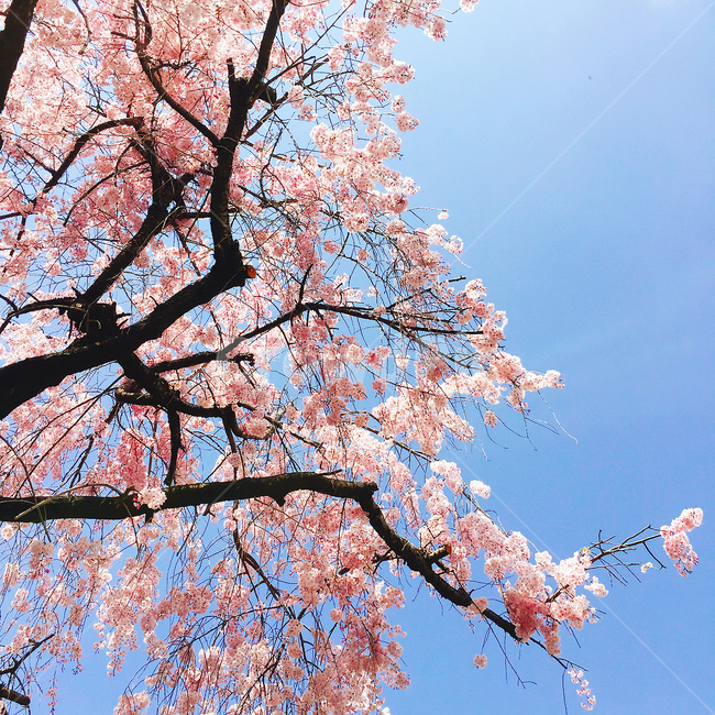 벚꽃,꽃,봄,blossom,하늘