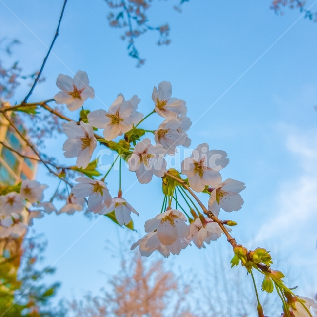plant,식물,꽃,벚꽃,flower,봄,계절,spring,season