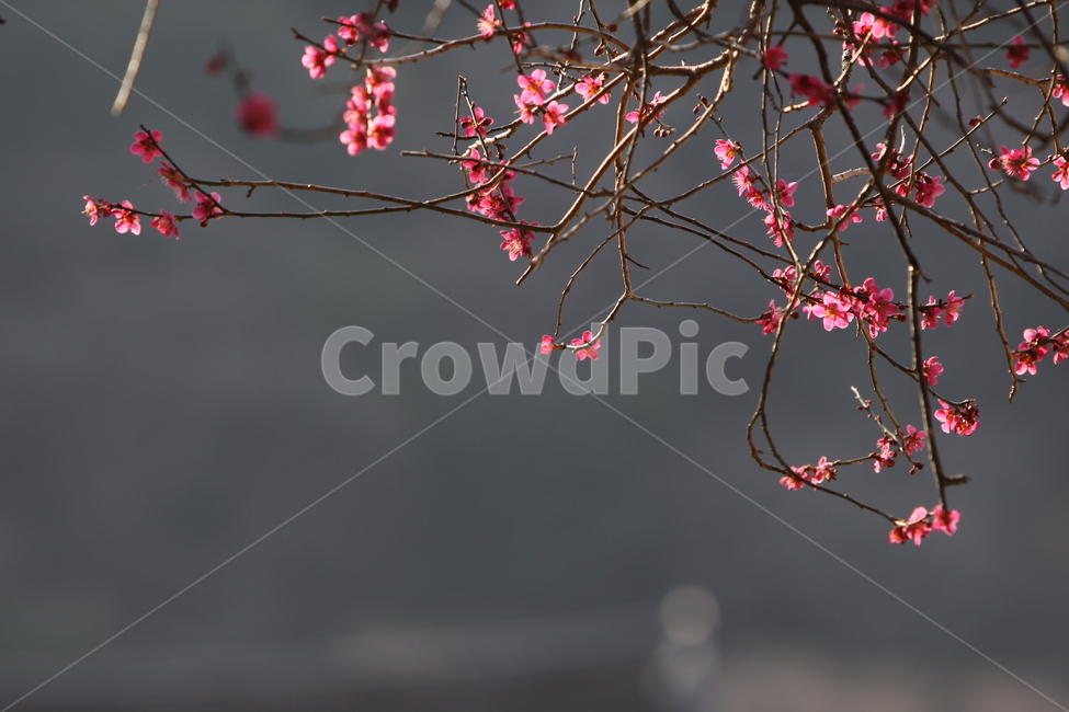 전남,구례,화엄사,흑매,매화꽃,사찰,각황전,4월,꽃,빛,봄,계절,spring,season,식물,자연,plants,nature,꽃,flower,plant,blossom,cherry blossom,벚꽃
