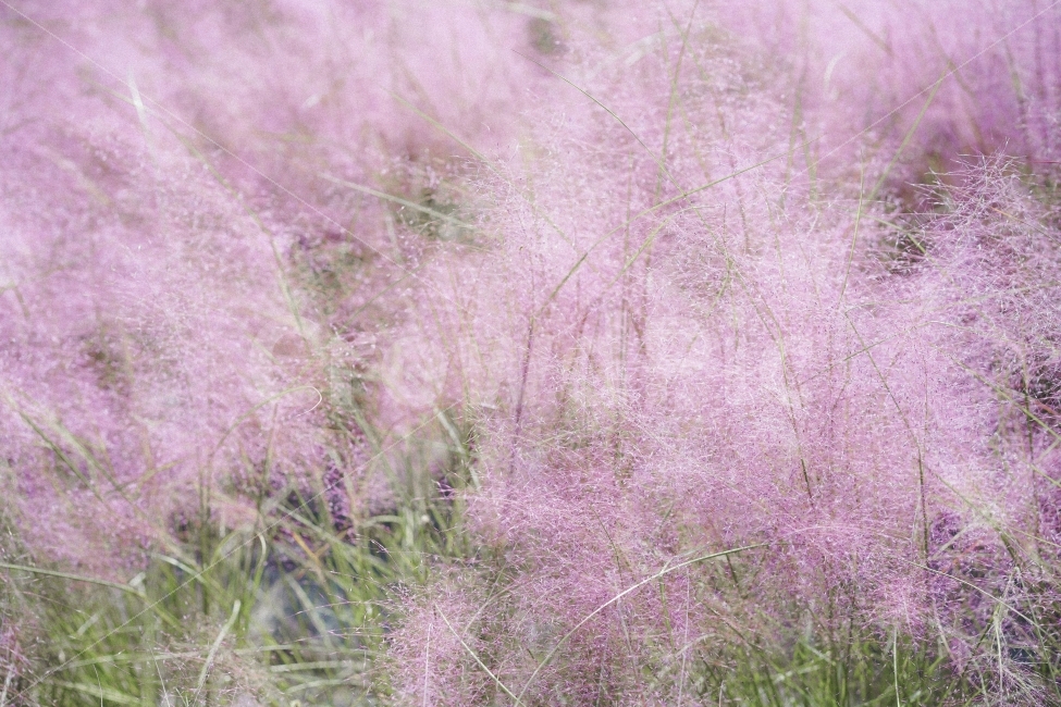 가을,핑크,핑크뮬리,감성,분홍,식물,자연,plants,nature,꽃,flower