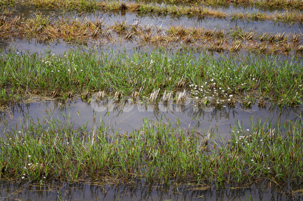 시골,밭,논,식물,plant,자연,nature,산업,industry,industrial,농업,농사,agriculture,farming,farming industry