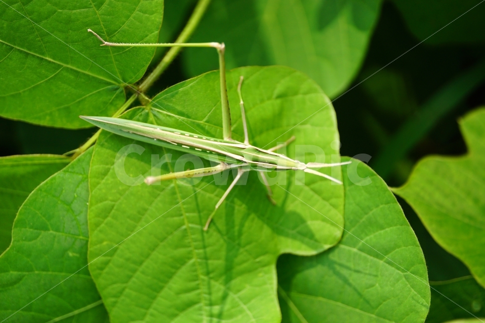 곤충,방아깨비,메뚜기,동물,자연,insect,식물,이파리,잎사귀,나무,동물,animal,곤충,벌레,insect,bug