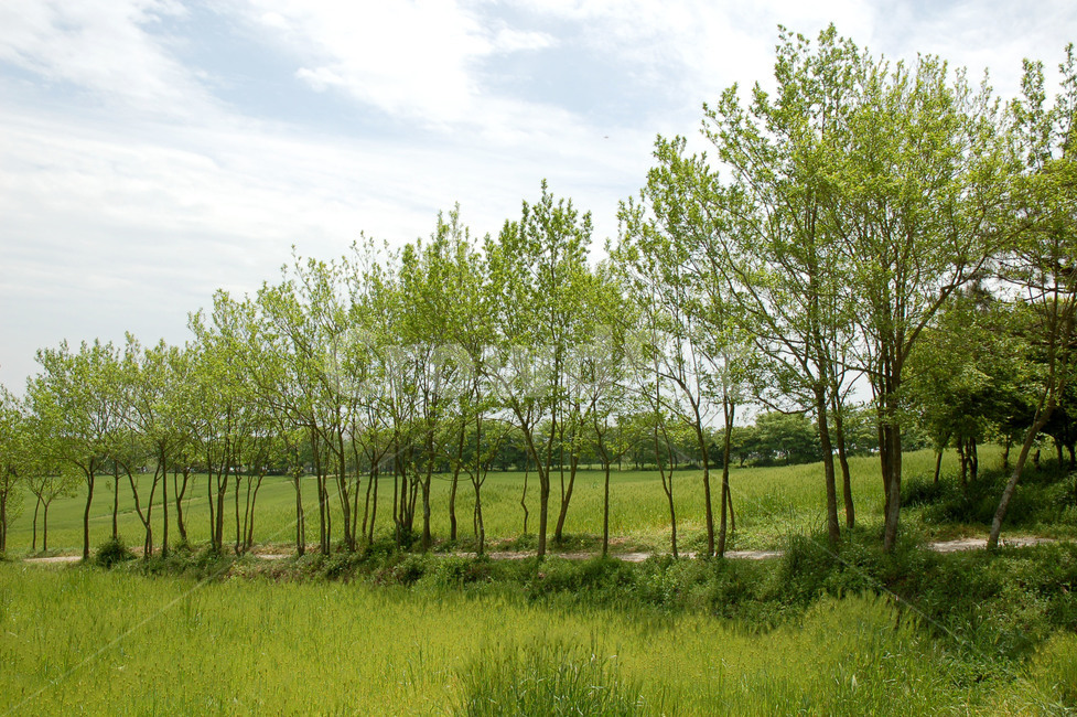 나무,가로수,숲길,산,초원,자연,풍경,nature,landscape,tree,plant,식물,outdoors,옥외