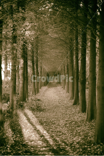 길,숲,가을,나무,산책,낙엽,오솔길,가을,계절,fall,autumn,season,흑백,모노톤,monochrome,black and white,tree,plant,식물,ground,바닥,vegetation,초목