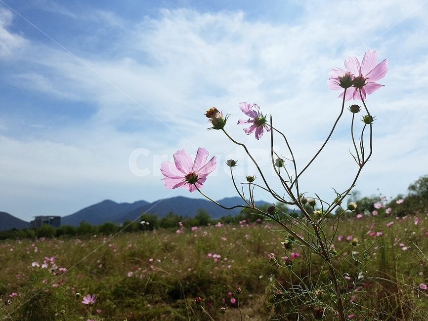 식물,plant,코스모스,flower,자연,가을,꽃,식물,자연,plants,nature,꽃,flower