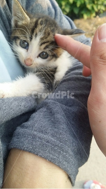길고양이,고양이,한국고양이,아기고양이,동물,동물,animal,포유류,mammal,고양이,cat,kitten,kitty