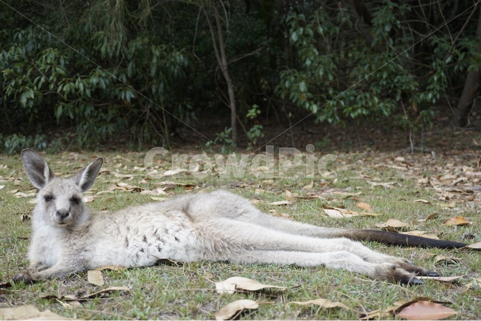 야생,호주,자연,캥거루,동물,wild,australia,nautre,animal,kangaroo,동물,animal,포유류,mammal