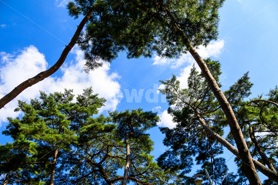 솔무정,소나무,숲,나무,환경,농촌,풍경,가을,경치,식물,자연,plants,nature,나무,trees,wood