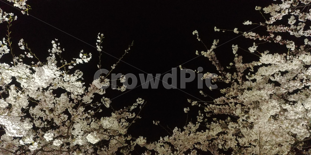 벚꽃나무,벚꽃,벗꽃,꽃,만개,불광천,봄,계절,spring,season,plant,식물,flower,blossom,cherry blossom
