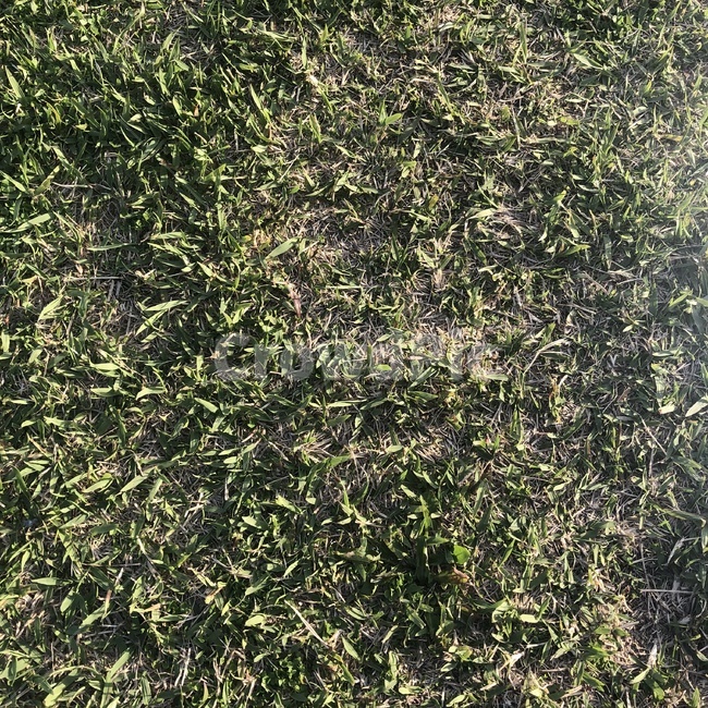 잔디,초록,잎,초록잔디,풀,풀밭,grass