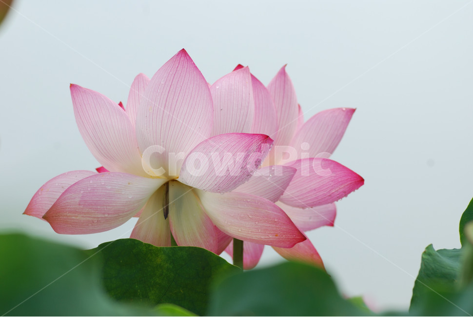 관곡지,시흥연꽃테마파크,연술,연꽃,연잎,식물,자연,plants,nature,꽃,flower