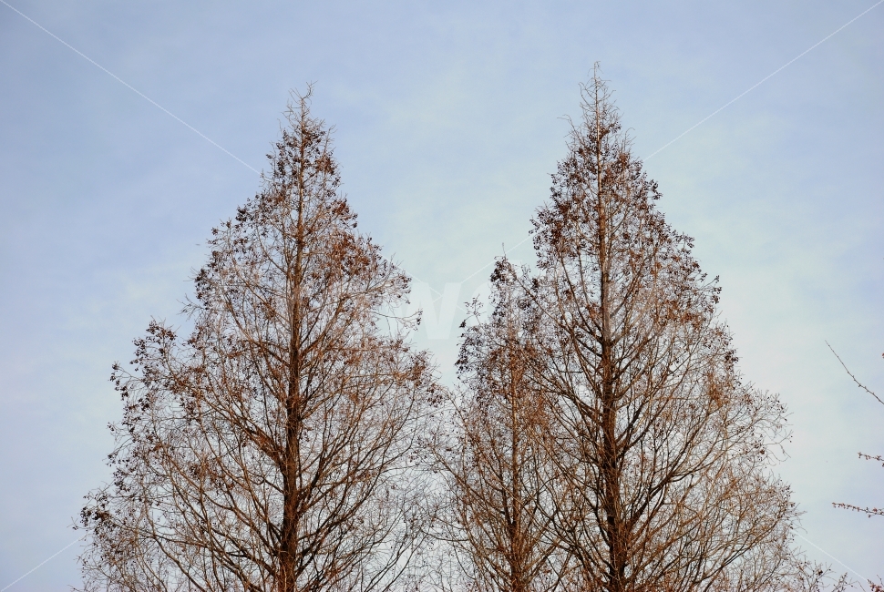나무,하늘,조경,공원,자연,가을,봄,산,갈색,겨울,계절,자연,풍경,nature,landscape,tree,plant,식물,fir,전나무