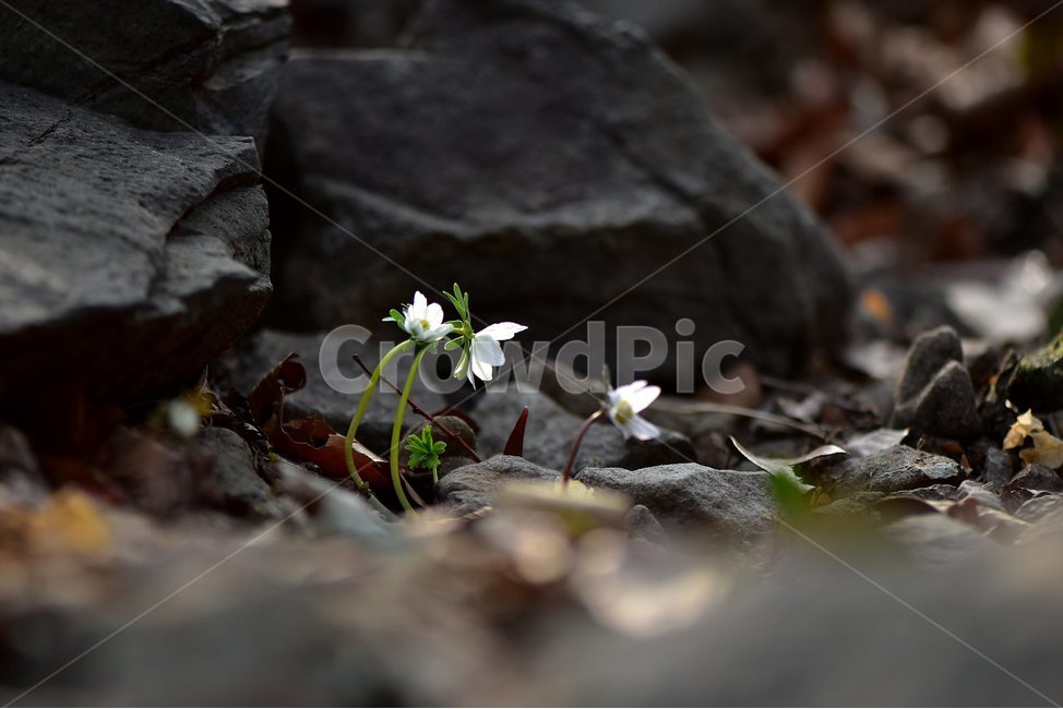변산바람꽃,2018년,2월,야생화,꽃,생태,식물,자연,들꽃,산꽃,봄,감성,힐링,플라워,계절,시즌,wild,Flower,plants,nature,spring,season,배경,나무,목본,풀,초본,미나리아재비과,너도바람꽃속,flower,생태사진,봄꽃,거제도,봄,계절,spring,season,식물,자연,plants,nature,꽃,flower,plant