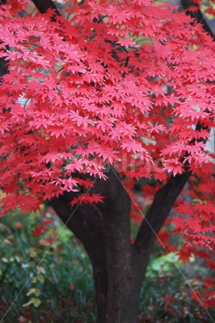 단풍나무,단풍잎,가을,단풍,감성사진,가을,계절,fall,autumn,season,식물,자연,plants,nature,나무,trees,wood,plant,leaf,잎,tree,maple