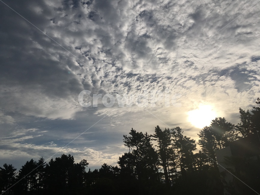 flare,플레어,light,빛,nature,옥외,outdoors,sunset,석양,오후,저녁,해,태양,경치,자연,야자수,실루엣