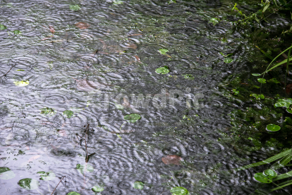water,outdoors,옥외,연못,비,장맛비,물방울,연잎,수생식물,여름,정원,물,빗방울,파장,파동,무늬,동그란,원형,물결,장마,호우,패턴,자연,배경,식물,자연,plants,nature