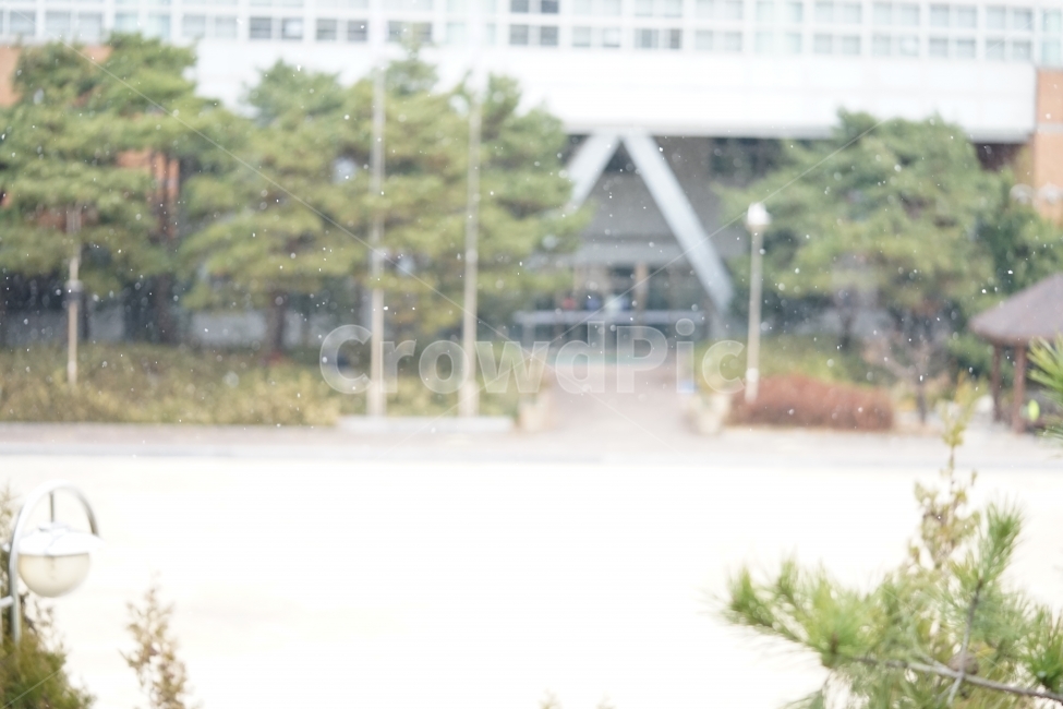 눈,첫눈,겨울,날씨,추위,흰눈,화이트,스노우,풍경사진,감성사진,감성,풍경,snow,아름다움,feel,겨울날,눈오는날,나무,겨울,계절,winter,season