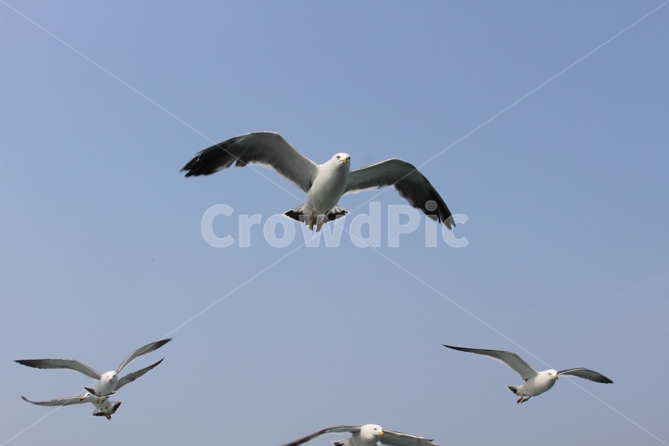 갈매기,새,commongull,bird,동물,animal,조류,대형조류,바다새,동물,animal,조류,새,birds