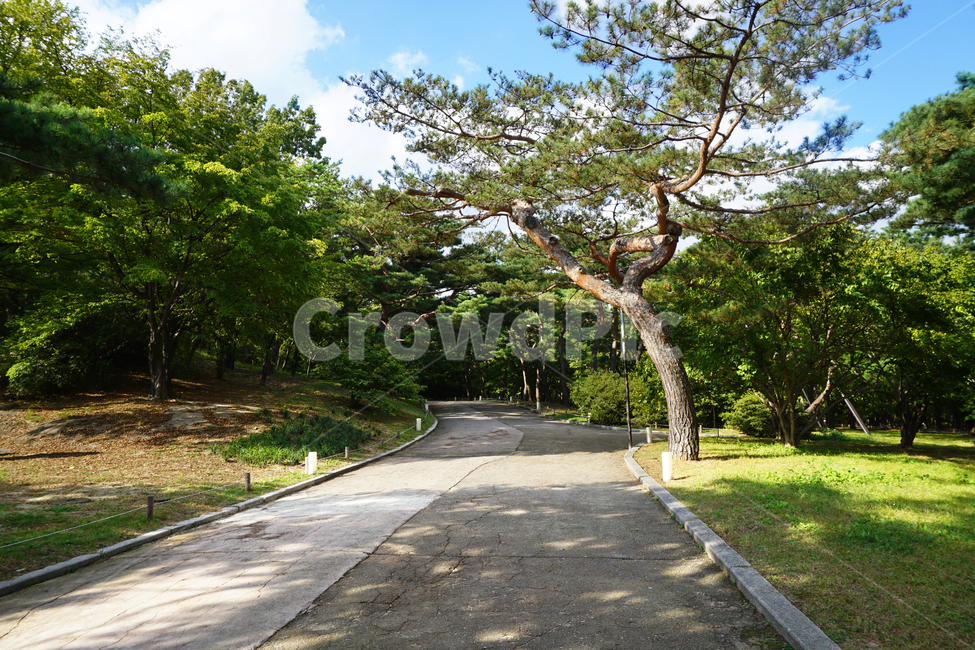 plant,식물,옥외,garden,정원,arbour,나무,하늘,landscape,korea,tree,place,changdeokgungpalace,changdeokgung,architecture,outdoors,green,자연,풍경,nature,landscape,식물,plants,나무,trees,wood