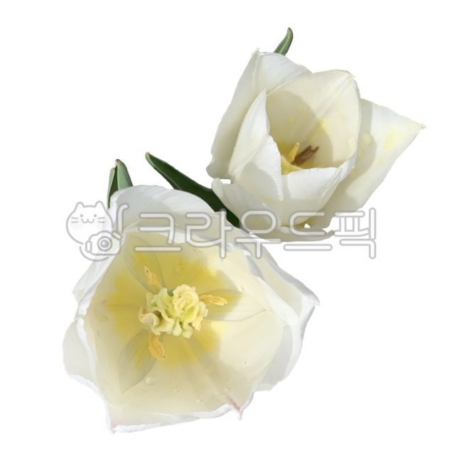 Fresh flower icon,white flower,Tulip,anther,Tulip Nuki,white tulips,spring plants,Flower Nokki,flower sticker,fresh flowers,spring flowers,spring,Fresh flowers,petal,white,flower stamen,season,flower icon,tulip sticker,seasonal flowers,flower png,plant no