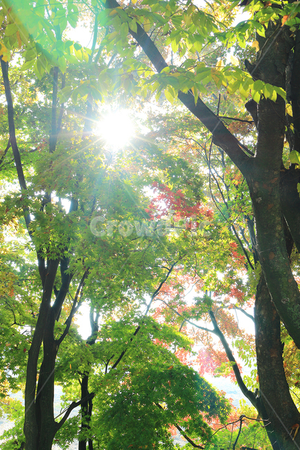 light,빛,flare,플레어,sunlight,햇빛,green,tree,maple,autumn,fall,가을,나무,단풍,가을,계절,fall,autumn,season