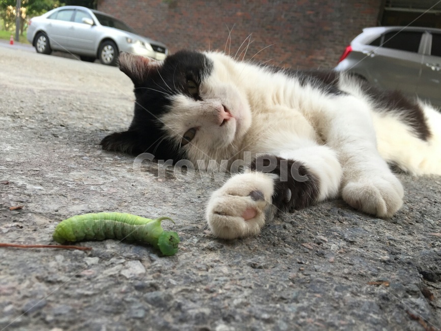 고양이,애벌레,곤충,동물,노곤함,귀여움