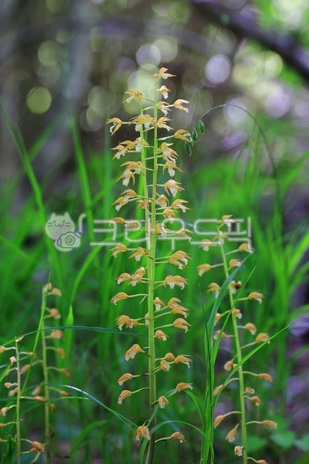 감자난초,감자난,댓잎새우난초,난초과,꽃,야생화,plant,식물,자연,개화,nature,flower,생태,wildflowers,blossom,봄꽃,petal,꽃잎,녹색,green,5월,may,노란색,yellow