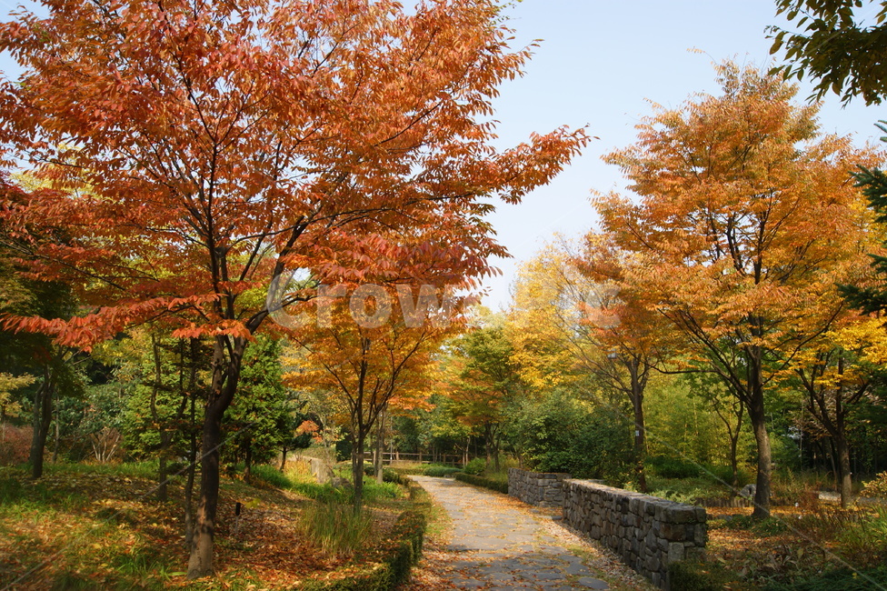자연,풍경,landscape,nature,휴식,rest,season,가을,단풍,나무,산책,공원,산책로,가을,계절,fall,autumn,season,tree,plant,식물,maple,walkway,보도,path,통로