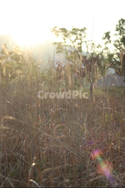 억새,아침빛,봄,갈색,동네,식물,자연,plants,nature,휴식,힐링,rest,relaxation,healing