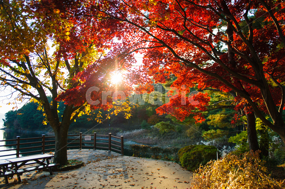 빛,가을,여행,단풍나무,단풍,쉼,감성사진,플레어,태양,출사,낙엽,가을,계절,fall,autumn,season,자연,풍경,nature,landscape,식물,plants,나무,trees,wood,tree,plant,maple,leaf,잎