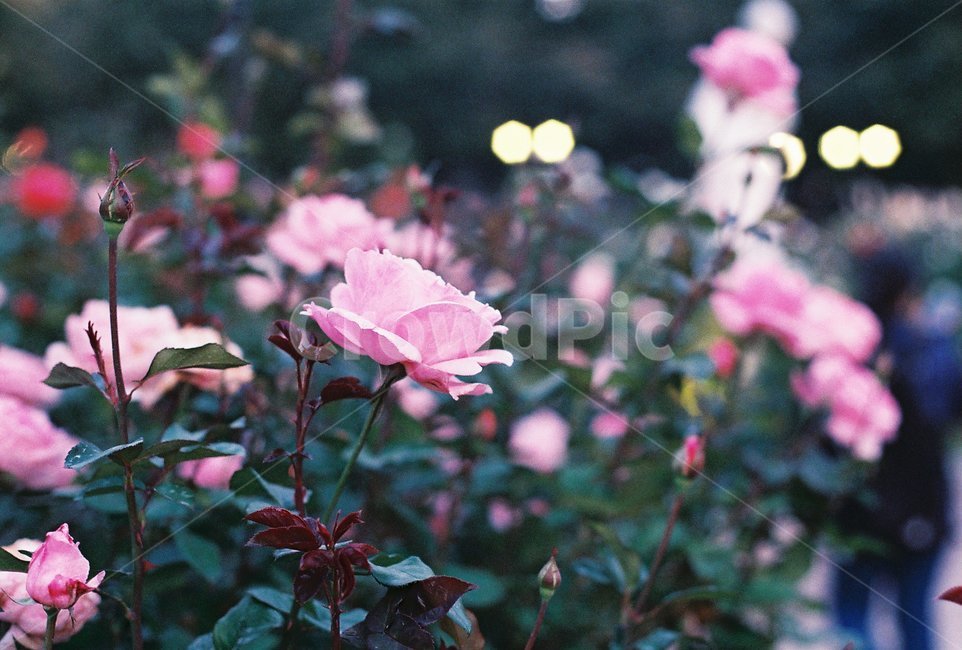 장미,장미정원,정원,식물,꽃,식물,자연,plants,nature,꽃,flower,감성,sensible,feeling