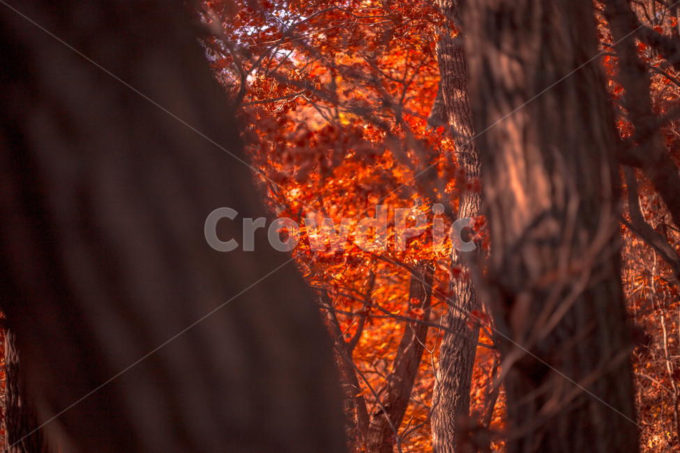 철마산,숲,나무,단풍,가을,자연,단풍나무,가을,계절,fall,autumn,season,식물,자연,plants,nature,나무,trees,wood,leaf,잎,plant,tree