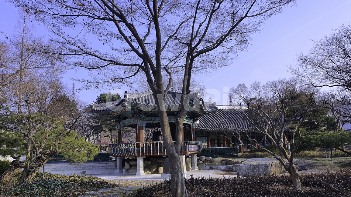leaf,잎,plant,식물,tree,나무,maple,단풍,대구,경상감영공원,대구중구공원