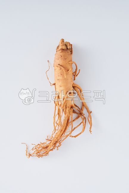 인삼,수삼,금산인삼,인삼5년근,인삼6년근,뿌리,한뿌리,음식,식재료,요리,food,cook,meal,dishes,food reserves