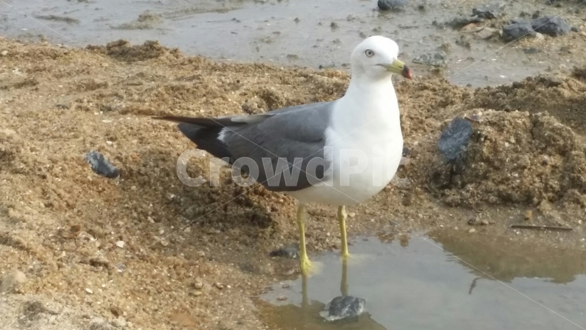 갈매기,조류,새,모래,부리,물,동물,animal,조류,새,birds