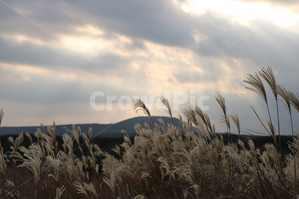 억새,노을,가을,풍경,자연,가을,계절,fall,autumn,season,자연,풍경,nature,landscape,한국자연풍경,한국자연경관,korea nature landscape,제주도,jeju,jeju island,grass,잔디,plant,식물,lawn,reed,갈대