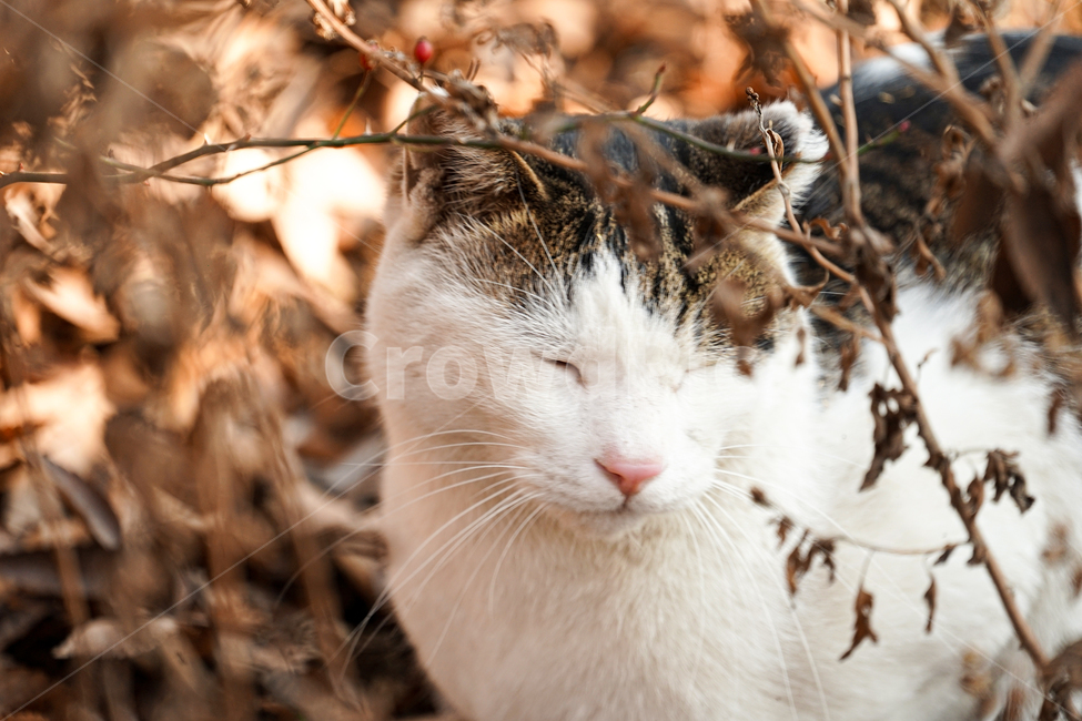 고양이,동물,포유류,길냥이,cat,animal,pet,동물,animal,포유류,mammal,고양이,cat,kitten,kitty