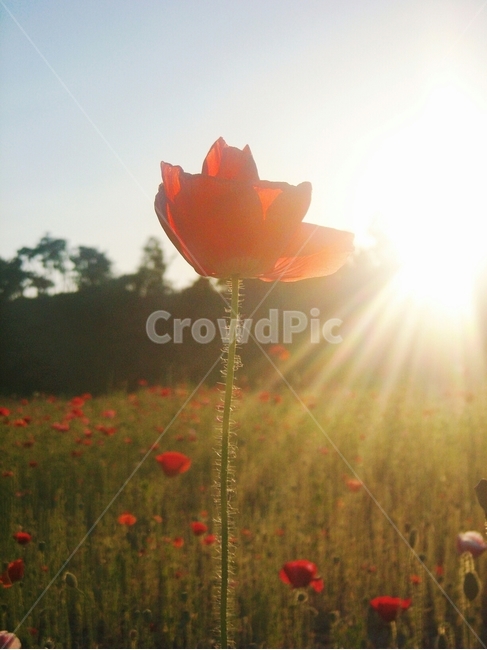 양귀비,한국자연풍경,풍경,경치,봄,감성,감성사진,꽃,빛,light,flare,sunlight,자연,nature,빨간색,red,빨강,색감,색채,outdoors,야외,feeling,flower,꽃밭,계절,배경,배경화면,디자인,꽃,flower