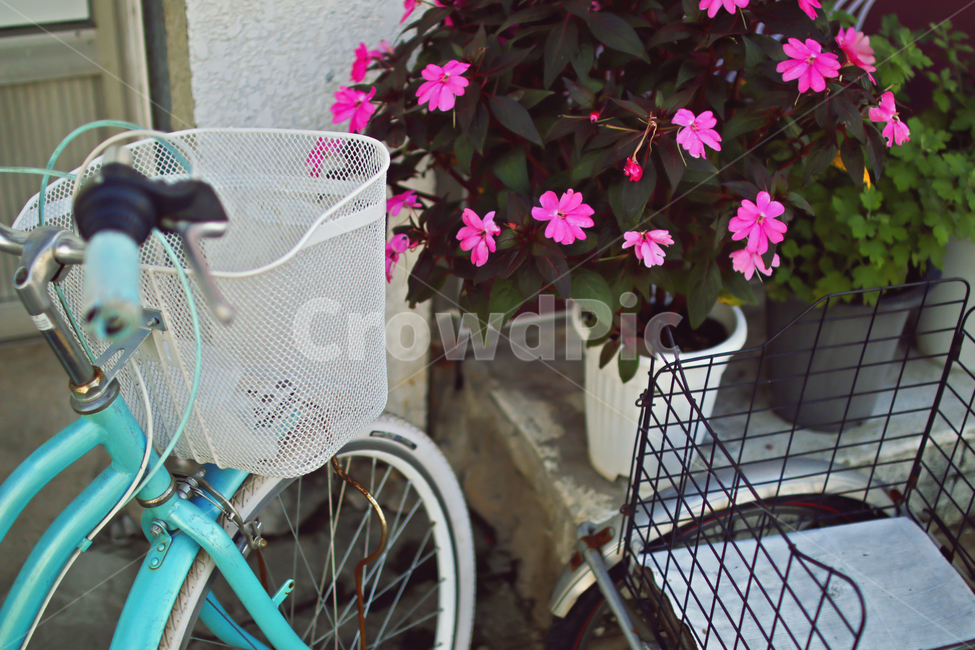 자전거,감성,꽃,골목,길거리,bicycle,bike,분홍색,청록색,화단,주택,벽,초록색,화분,바퀴,가을느낌,고즈넉함,골목길,주택가,flower
