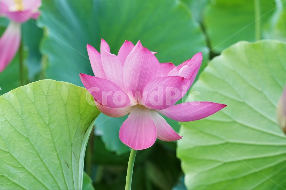 연꽃,수초,식물,lotus,땅속줄기,담수초,수중식물,수련과,련꽃