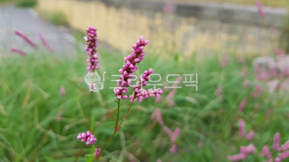 개여뀌,풀,식물,plant,여뀌